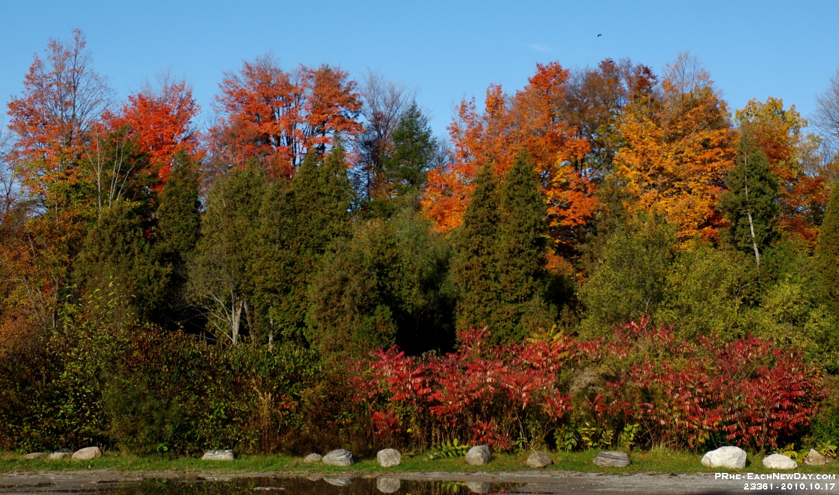 23361CrLe - Trees at Paulyn Park on a Sunday morning